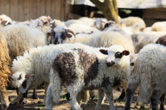 Ύποπτα κρούσματα ευλογιάς σε εκτροφές στην Λακκόπετρα – Ξεκινούν έλεγχοι επιτήρησης