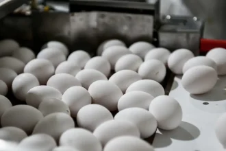 Οι επιστήμονες καθησυχάζουν για τα ελληνικά αυγά: «Τα αιώνια χημικά βρίσκονται σε όλες τις τροφές» - Οι έλεγχοι στην Ηλεία