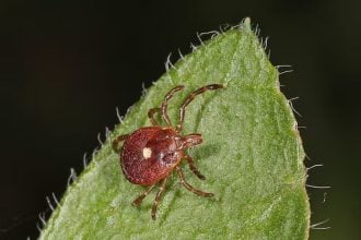 Τσίμπημα από τσιμπούρι προκαλεί αλλεργία στο κόκκινο κρέας