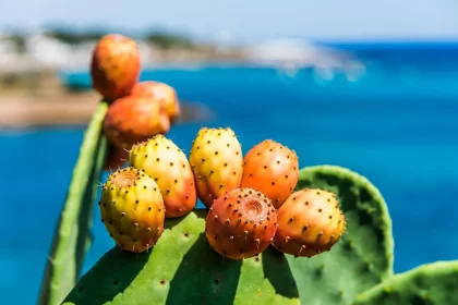 Φραγκόσυκα: Το απόλυτο super food για τον οργανισμό σας