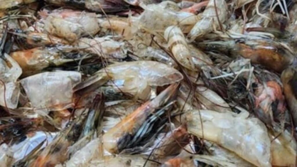 Υπολείμματα θαλασσινών ως υλικό δέσμευσης άνθρακα