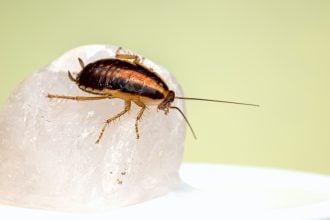 Ο Δήμο Πατρέων για την επέλαση των κατσαρίδων: Στοχευμένες επεμβάσεις στις γειτονιές που παρουσιάζουν προβλήματα