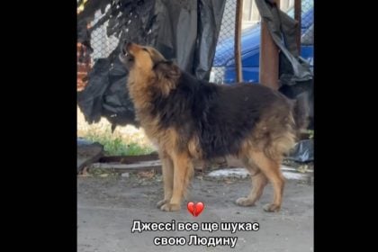 Ουκρανία: Viral η σκυλίτσα που δύο μέρες έψαχνε το αφεντικό της το οποίο σκοτώθηκε στο Κίεβο