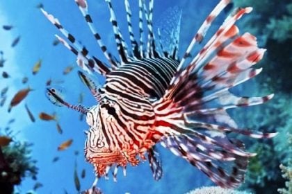 Λευκάδα: Λεοντόψαρο δάγκωσε σε τουρίστα ενώ κολυμπούσε - Μεταφέρθηκε στο νοσοκομείο