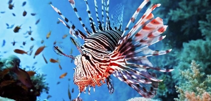 Λευκάδα: Λεοντόψαρο δάγκωσε σε τουρίστα ενώ κολυμπούσε - Μεταφέρθηκε στο νοσοκομείο