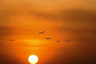 Το εκπληκτικό μυστικό πίσω από τα σμήνη πουλιών: Πώς σχηματίζονται τα τέλεια περιγράμματα στον ουρανό