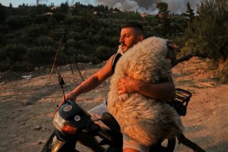 Συγκινητικές εικόνες από διασώσεις ζώων στη φλεγόμενη Αχαΐα - Νεαρός αγκαλιά με πρόβατο πάνω στο μηχανάκι