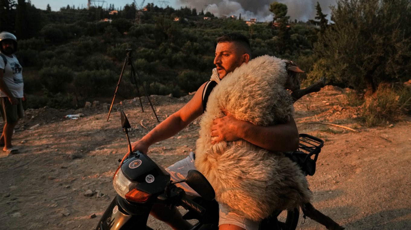 Συγκινητικές εικόνες από διασώσεις ζώων στη φλεγόμενη Αχαΐα - Νεαρός αγκαλιά με πρόβατο πάνω στο μηχανάκι