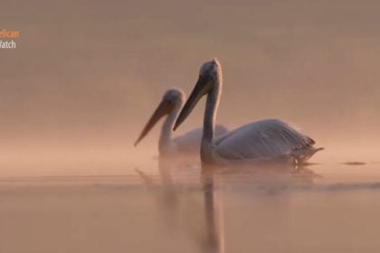 Pelican Watch: Μια εφαρμογή που κάνει τους πολίτες συμμέτοχους στην προστασία των πελεκάνων