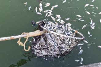 Ενέργειες της Περιφέρειας Δυτικής Ελλάδας για την απομάκρυνση πληθυσμού νεκρών ιχθύων στην περιοχή του ποταμού Πείρου