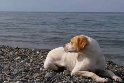 Όσα προβλέπει η νομοθεσία για την πρόσβαση των σκύλων στην παραλία