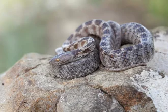 Όσα πρέπει να γνωρίζετε για το Φιδάκι της Παναγίας, το αγαπημένο φίδι της Κεφαλονιάς