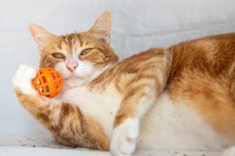 Είναι το catnip ασφαλές για τη γάτα σας; Τα ναι και τα όχι στη χρήση του