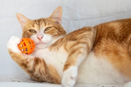 Είναι το catnip ασφαλές για τη γάτα σας; Τα ναι και τα όχι στη χρήση του