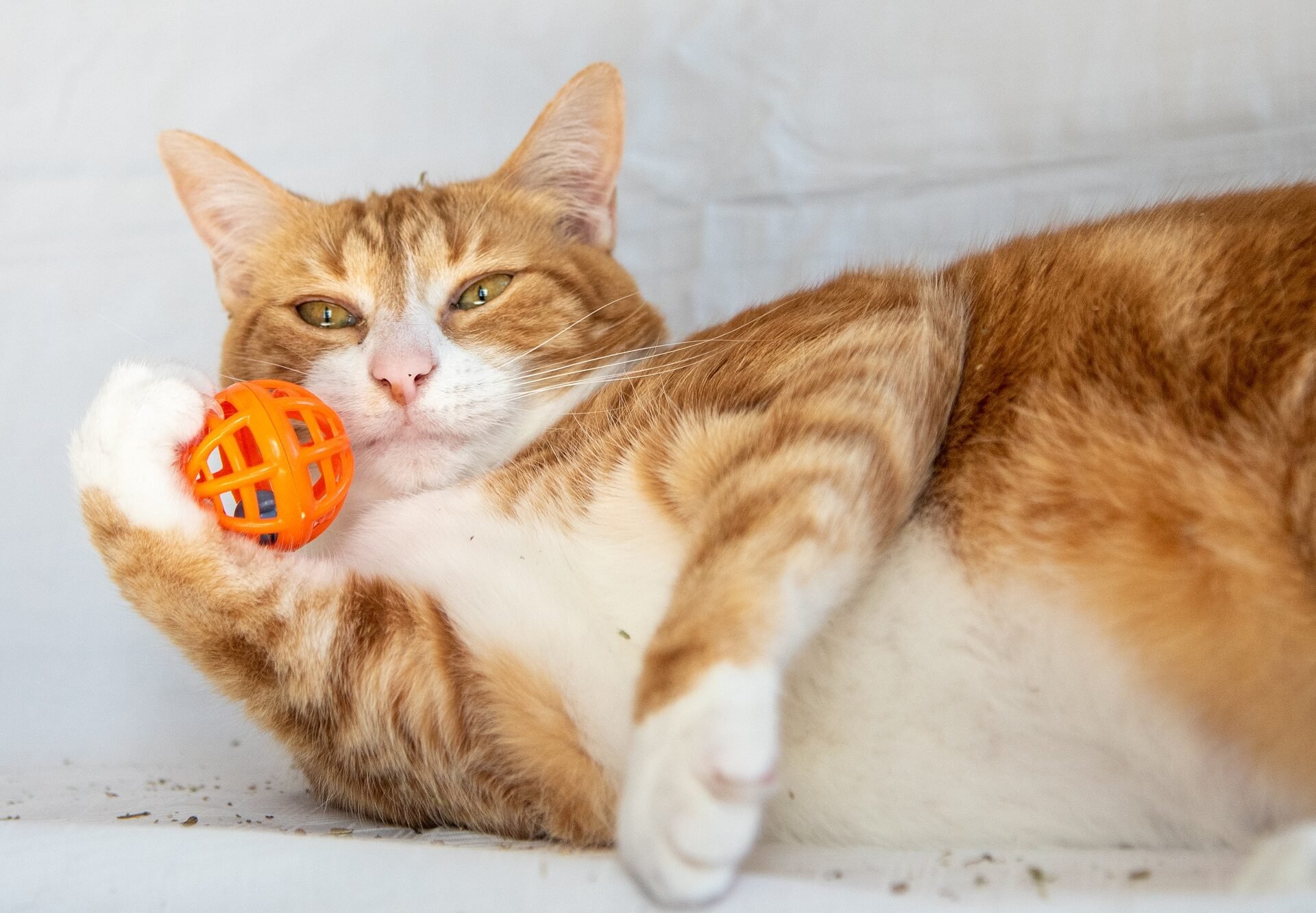 Είναι το catnip ασφαλές για τη γάτα σας; Τα ναι και τα όχι στη χρήση του