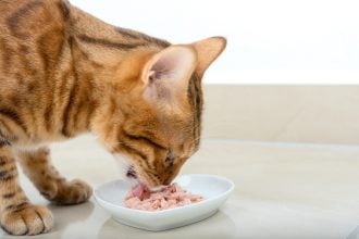 Πώς οι γάτες αγάπησαν τόσο πολύ τα ψάρια - Οι 3 θεωρίες