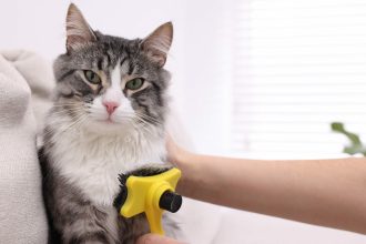 Πώς να βουρτσίζετε τη γάτα σας χωρίς να την ενοχλεί
