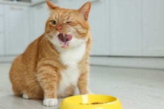 Τι μπορεί να συμβαίνει αν βλέπετε τη γάτα σας να μη χορταίνει με τίποτα