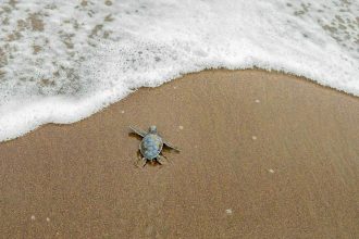 Γιατί δεν πρέπει να ταΐζουμε τις θαλάσσιες χελώνες