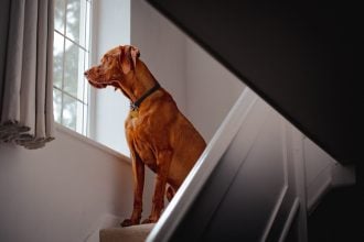 Πόσο μπορεί να μείνει ένας σκύλος στο σπίτι μόνος του; Μάθετε τι είναι «ο κανόνας των 4 ωρών»