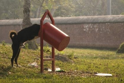 Η εντολή που πρέπει να γνωρίζει ο σκύλος σας για να μην τρώει σκουπίδια στον δρόμο