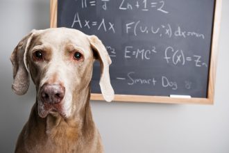 Κάντε το τεστ για σκύλους και δείτε πόσο έξυπνος είναι ο δικός σας