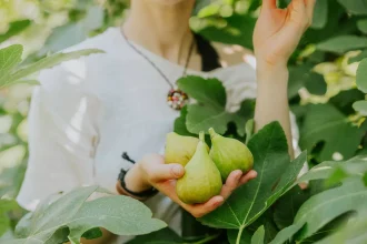 Είμαστε τελικά «κλεφτοσυκάδες»;