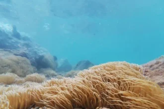 Σύρος: Στο νοσοκομείο παιδί που τσιμπήθηκε από θαλάσσια ανεμώνη – Ακόμη ένας τραυματίας