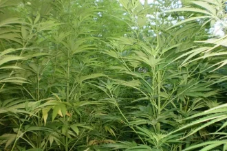 Αιτωλοακαρνανία: «Ξερίζωσαν» φυτεία με περισσότερα από 2.500 χασισόδεντρα - Σε εξέλιξη επιχείρηση της ΕΛ.ΑΣ