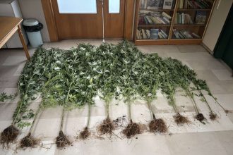 Συνελήφθησαν δύο άνδρες στα Ιωάννινα για καλλιέργεια ναρκωτικών (ΦΩΤΟ)