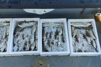 Έκλεψε πάνω από 450 κιλά τσιπούρες ιχθυοτροφείου για να τις πωλήσει σε ψαράδικο στην Κόρινθο