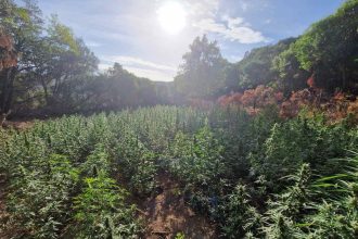 Πώς οι αστυνομικοί της Πάτρας "ξερίζωσαν" τη φυτεία με τα 850 δενδρύλλια κάνναβης στο Μεσολόγγι - Άνω του 1,2 εκατ. ευρώ το κέρδος (ΦΩΤΟ)