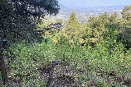 Εντοπίστηκε οργανωμένη φυτεία κάνναβης με 576 δενδρύλλια σε δασική περιοχή της Φθιώτιδας