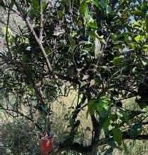 Εξαπόλυση του Encarsia smithi,φυσικού εχθρού του εντόμου Aleurocanthus spiniferus, στην ευρύτερη περιοχή της Αιγιάλειας