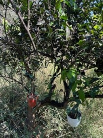 Εξαπόλυση του Encarsia smithi,φυσικού εχθρού του εντόμου Aleurocanthus spiniferus, στην ευρύτερη περιοχή της Αιγιάλειας