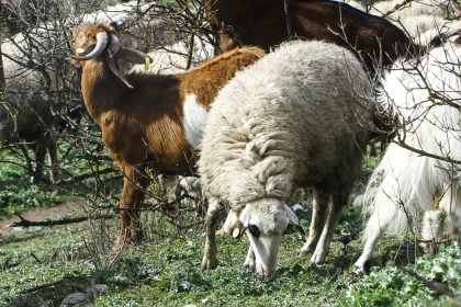 Ευλογιά των αιγοπροβάτων: Κίνδυνος για αυξήσεις τιμών σε κρέας, τυριά και γιαούρτι – Μέτρα «ρίχνονται» στη μάχη κατά της ακρίβειας