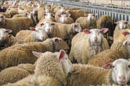  Nέοι σταθμοί απολύμανσης για την ευλογιά των αιγοπροβάτων σε Αιγιάλεια και Θέρμο