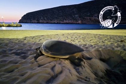 Νάξος: 109 νεογέννητα χελωνάκια ξεκίνησαν το ταξίδι τους στις θάλασσες