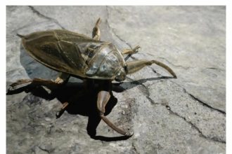 Τι είναι ο λιθόκερος που εμφανίστηκε σε παραλία της Λήμνου- Τι πρέπει να προσέξετε