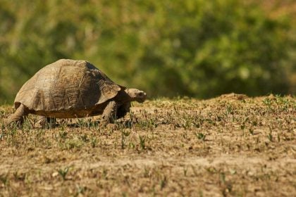 Τι να κάνετε αν δείτε μια χελώνα να προσπαθεί να περάσει τον δρόμο