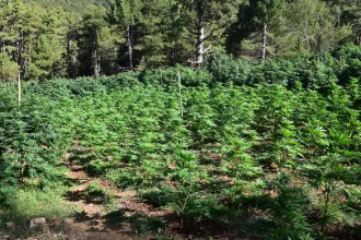 Εντοπίστηκε φυτεία με περισσότερα από 2.012 δενδρύλλια κάνναβης στο Ξυλόκαστρο