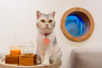 Αυτά είναι τα τοξικά ροφήματα που δεν πρέπει ποτέ να πιει η γάτα σας