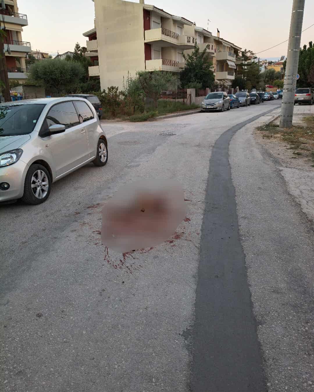 Πάτρα: Αγέλη σκύλων απειλεί κατοίκους στα Κ. Συχαινά - Κατασπάραξε αλεπού