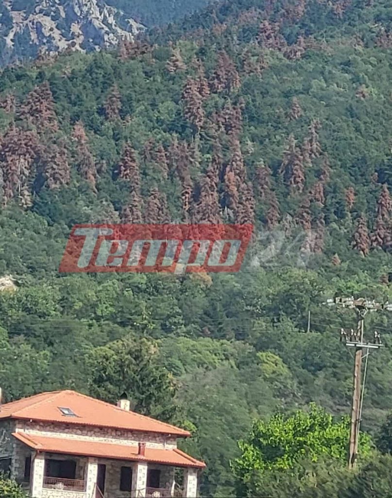 "Πεθαίνουν" τα έλατα στην ορεινή Αχαΐα - Σοβαρό το πρόβλημα στα Καλάβρυτα ΦΩΤΟ