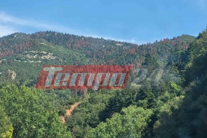"Πεθαίνουν" τα έλατα στην ορεινή Αχαΐα - Σοβαρό το πρόβλημα στα Καλάβρυτα ΦΩΤΟ
