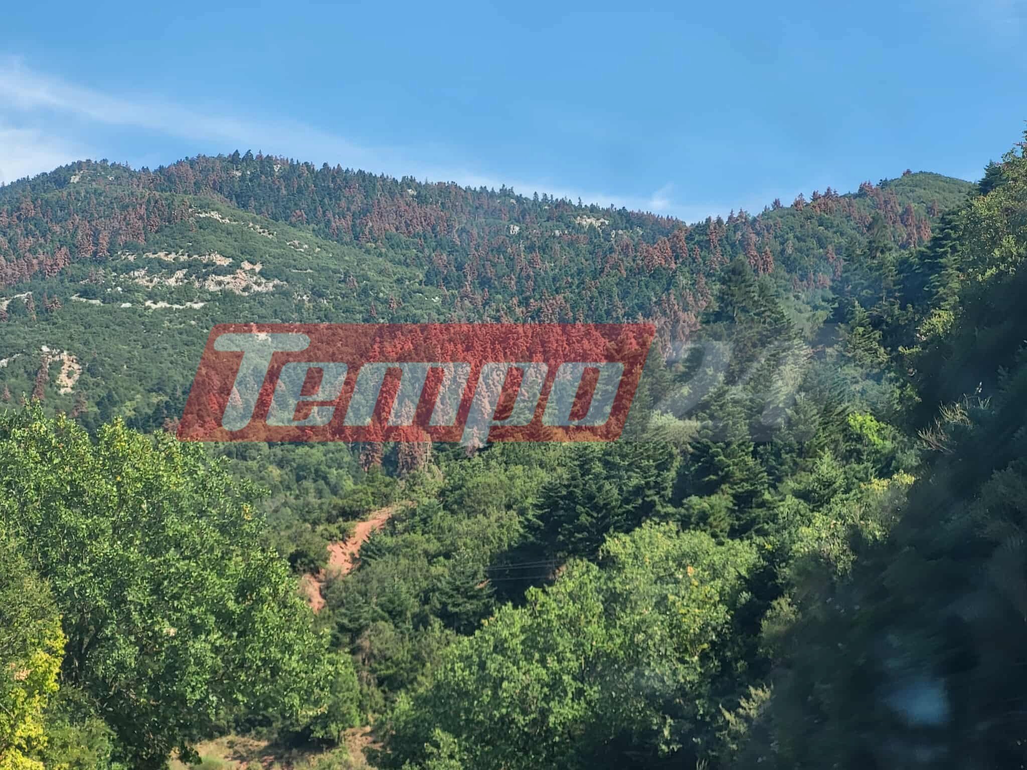 "Πεθαίνουν" τα έλατα στην ορεινή Αχαΐα - Σοβαρό το πρόβλημα στα Καλάβρυτα ΦΩΤΟ