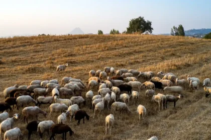 Πάνω από 350 εκατ. ευρώ οι ζημιές από την ευλογιά των αιγοπροβάτων - Επιδείνωση στη Δυτική Ελλάδα, σε σοβαρό κίνδυνο η Αχαΐα