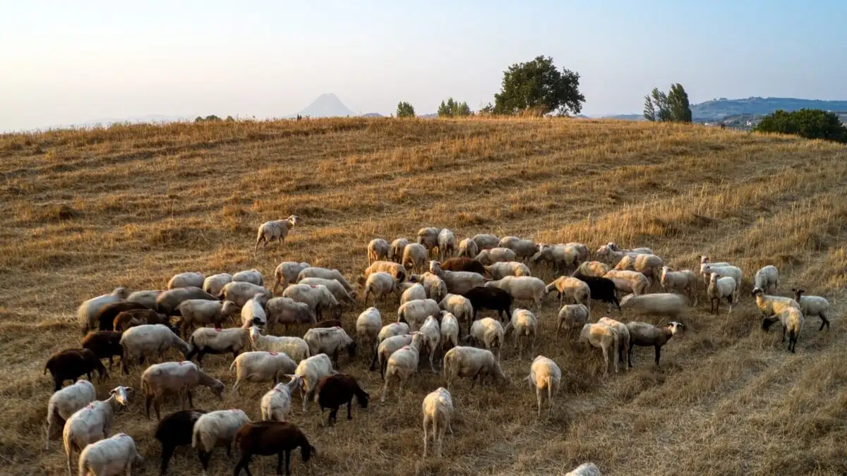 Πάνω από 350 εκατ. ευρώ οι ζημιές από την ευλογιά των αιγοπροβάτων - Επιδείνωση στη Δυτική Ελλάδα, σε σοβαρό κίνδυνο η Αχαΐα