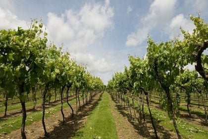 Δυτική Ελλάδα: Αρχίζει η υποβολή αιτήσεων νέων φυτεύσεων αμπελώνων