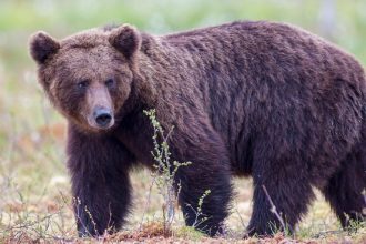 Επίθεση αρκούδας σε ηλικιωμένο στη Δόλιανη Ζαγορίου – Μεταφέρθηκε τραυματισμένος στο νοσοκομείο